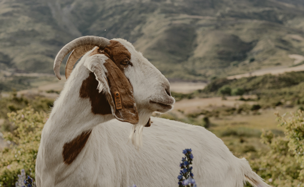 Copy of Toast In Article Image 650 x 400 px Copy of Toast In Article Image 650 x 400 px