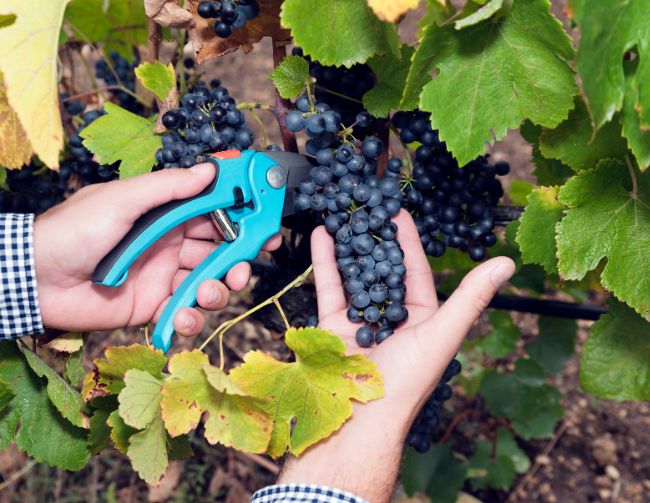 Toast in article imagery 1 v3 Toast in article imagery 1 v3