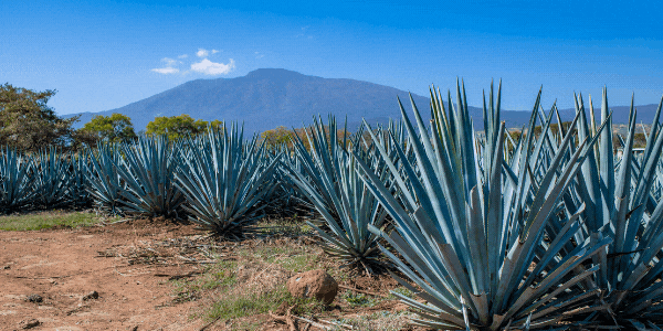 Untitled 600 x 400 px 2 Untitled 600 x 400 px 2