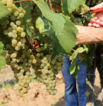 Where is Chardonnay Made in NZ?
