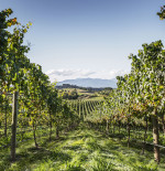 Jules Taylor: Still in the pink