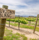 Get to know: Sauvignon Blanc