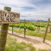 Get to know: Sauvignon Blanc