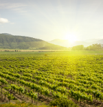 Everlasting summer of wines