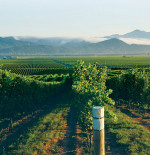 NZ's Top WINES PICKED BY YOU – YES, YOU!