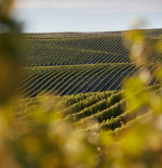 The wine list picked by you