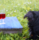 Cheers To Year of the Dog