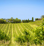 GET SET FOR AUCKLAND WINE WEEK