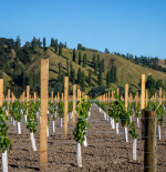 Spotlight on: Gisborne wines