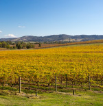 Spotlight on: Victoria wines