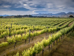 Spotlight on: Marlborough wines