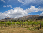Spotlight on: Central Otago wine