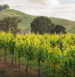 Spotlight on: Hawke's Bay wines