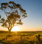 Spotlight on: Barossa Valley wines
