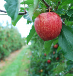 Fruity little number